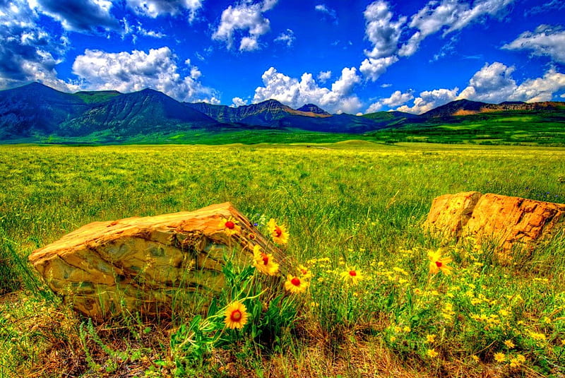 Wildflowers in Waterton Lakes National Park, rocks, pretty, grass, sunny, bonito, mountain, nice, stones, sunflowers, wildflowers, national park, flowers, lovely, park, sky, freshness, summer, nature, meadow, field, HD wallpaper
