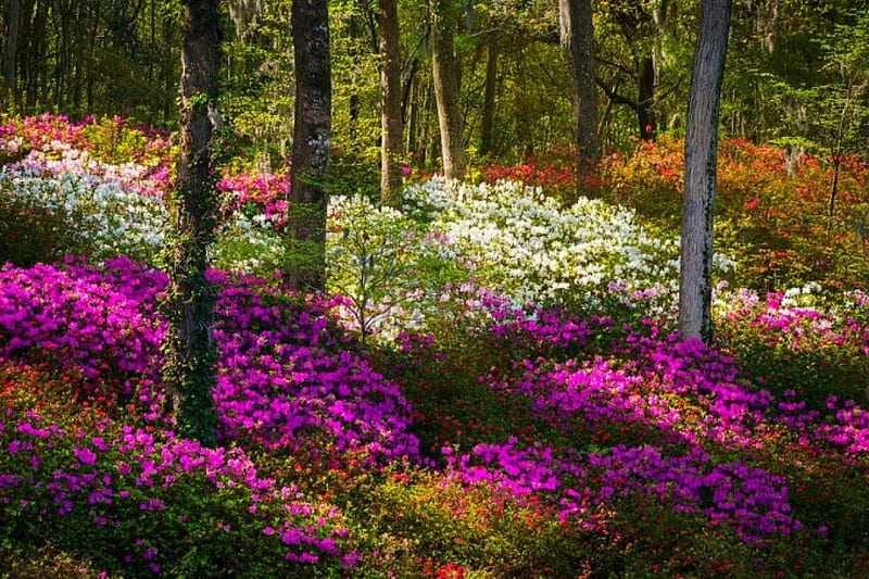 Azalea Flowers And Sunlight Fairytale Forest, forest, lovely, bloom, colors, bonito, spring, fairytale, trees, flowers, azaleas, HD wallpaper