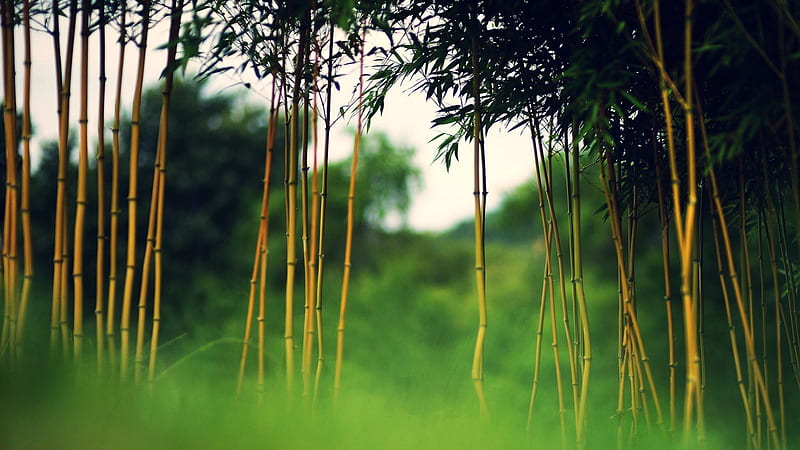 Bamboo, tree, nature, green, HD wallpaper