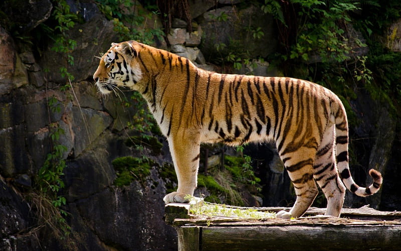 Majestic Tiger, rock, animal, predator, leaves, profile, feet, summer, the tiger, color, nature, eyes, HD wallpaper
