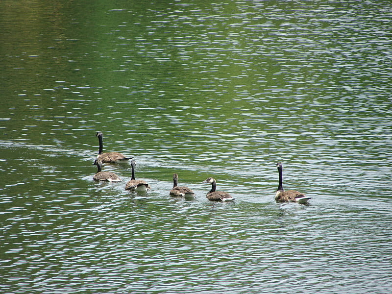 family outing, ducks, family, lakes, river, HD wallpaper