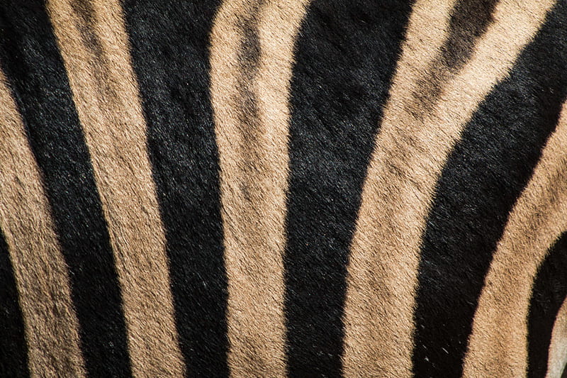 black and brown tiger-print fleece rug, HD wallpaper