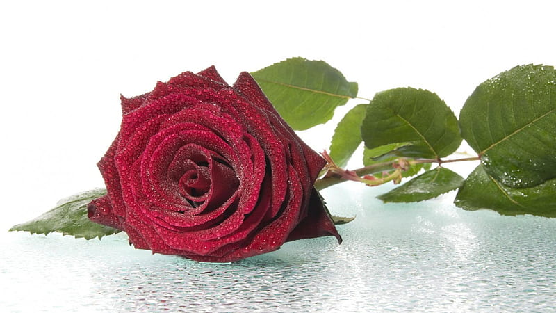 Perfect red rose, flower, red rose, passion, drop, HD wallpaper