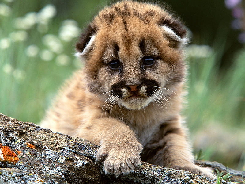 mountain lion cub, hot, cool, mountain-lion-cub, animals, HD wallpaper