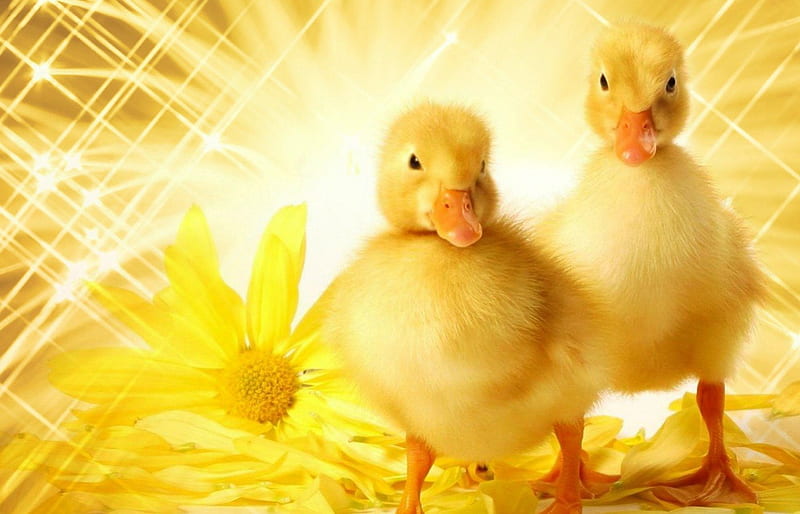 Ducklings, yellow, easter, spring, goldies, happy, cute, duck, bird, flower, white, HD wallpaper