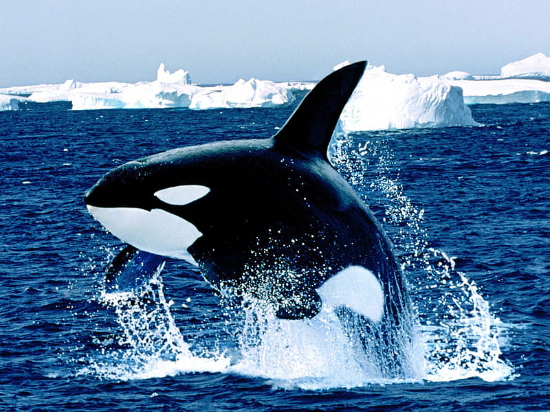 Emerging Killer Whale, shamu, orca, killer whale, HD wallpaper