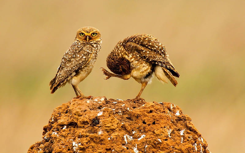 Owls, owl, bird, animal, perch, HD wallpaper | Peakpx