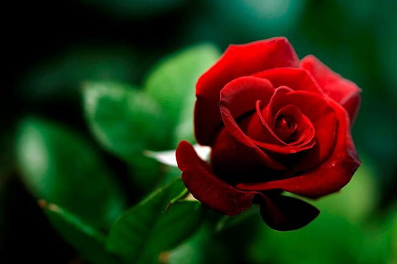 Red Love, flower, red rose, passion, HD wallpaper