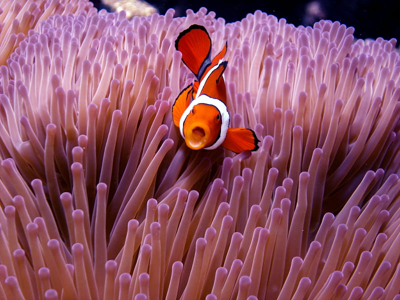 Clown Anemonie fish on Great Barrier Reef, anemonie fish, Diving, Cairns Australia, great barrier reef, HD wallpaper