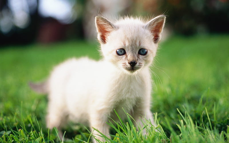 31 White Tabby Kitten on Grass, HD wallpaper