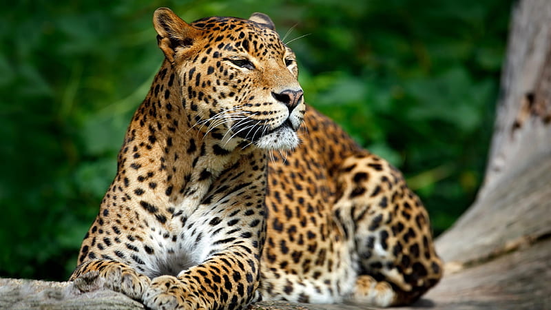 leopard wildlife, predators, HD wallpaper