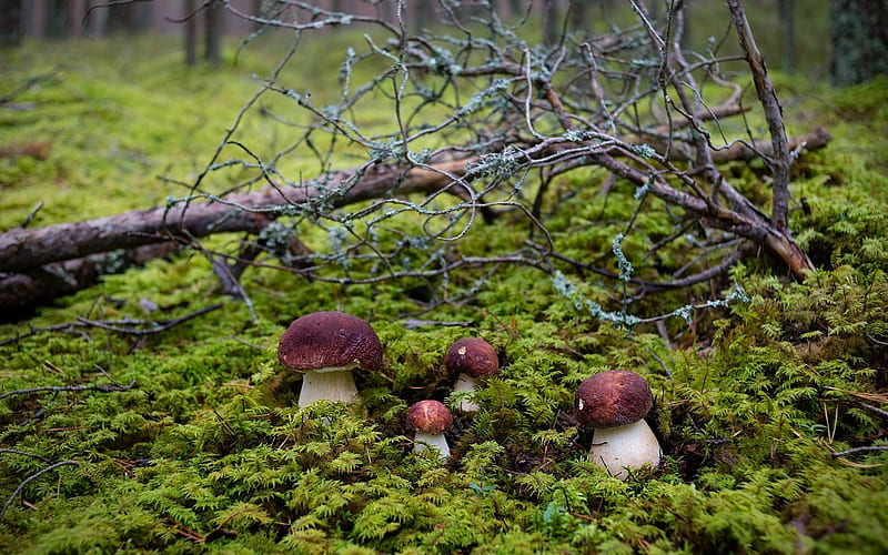 Mushrooms in Forest, moss, Latvia, forest, mushrooms, branch, HD wallpaper