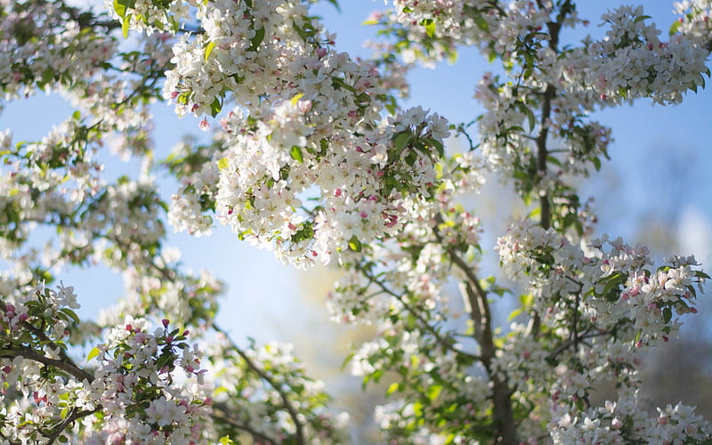 cherry blossoms, spring, blue sky, spring trees, spring flowers, HD wallpaper