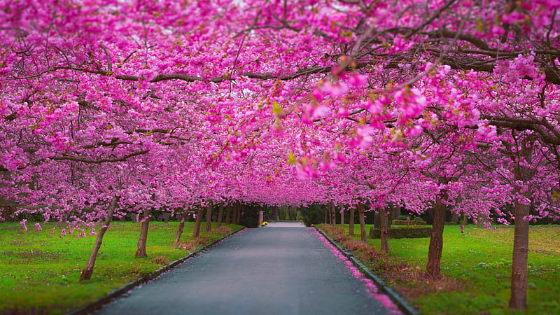 Spring In The Park, walkway, grass, flowers, blossoms, Spring, park ...