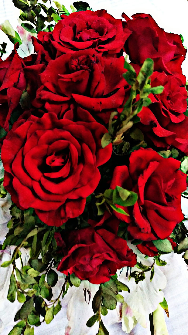 Roses, flower, mustad, 19, 2019, happy new year, pakistan, calm, simple,  rose, HD phone wallpaper | Peakpx