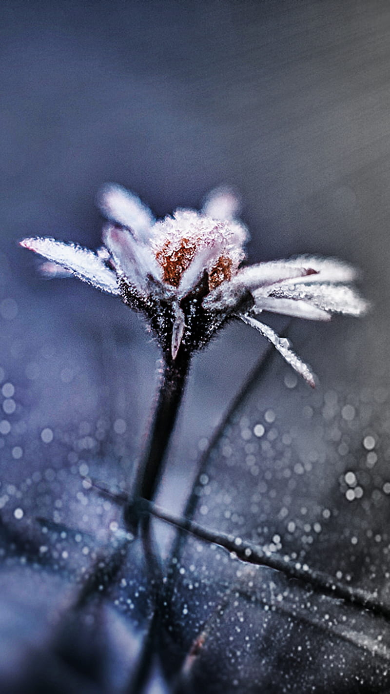 Frozen Flower, HD phone wallpaper