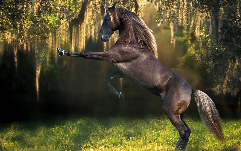 horse, draft horse, art, war horse, appaloosa, horses, animal, running, fast, HD wallpaper