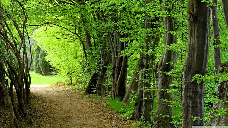 Forest path summer, forest, tree, green, summer, path, nature, road, scene, landscape, HD wallpaper