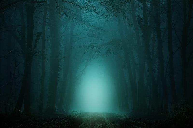 forest, fog, path, trees, twilight, HD wallpaper