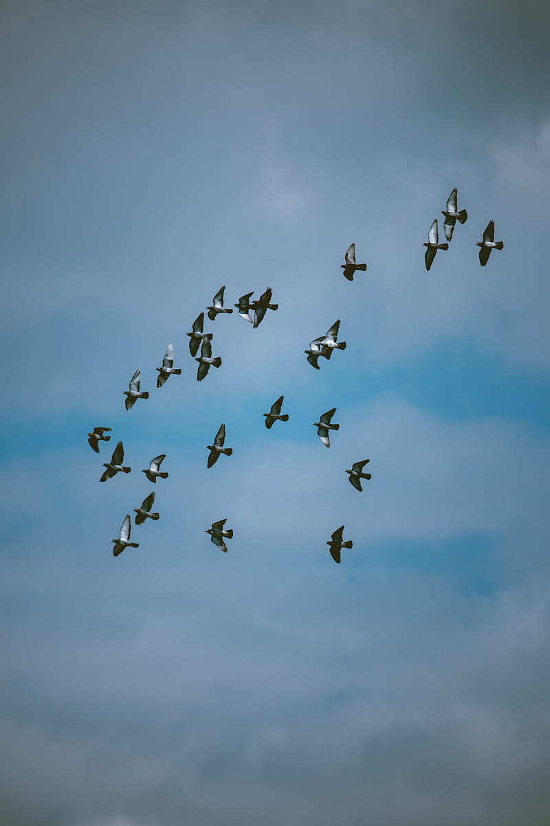 pigeons, birds, flock, sky, HD phone wallpaper