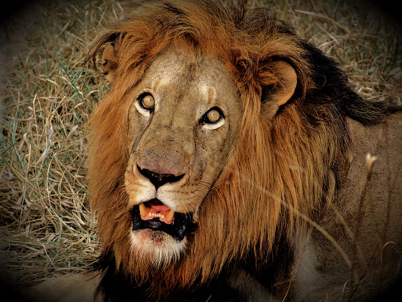 African male lion, male, big cat, mane, big five, lion, africa, HD wallpaper