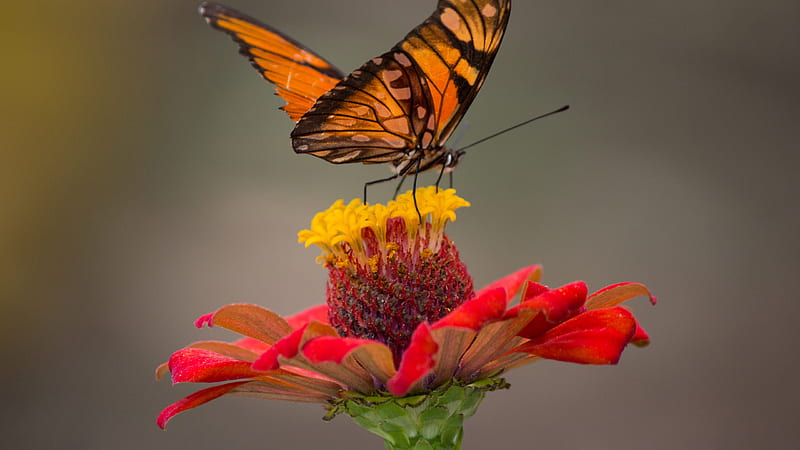 Brown Black Lines Butterfly On Flower Filament In Blur Background Butterfly, HD wallpaper