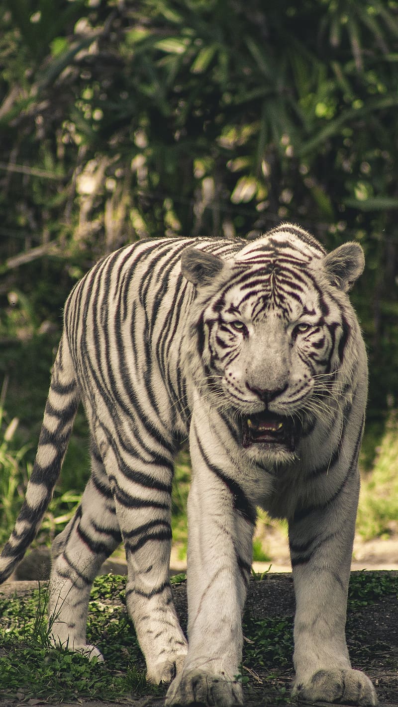 Black Tiger Standing In Forest, black tiger, standing, trees, wild, animal, HD phone wallpaper