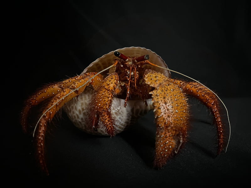 Hermit Crab Specimen, HD wallpaper