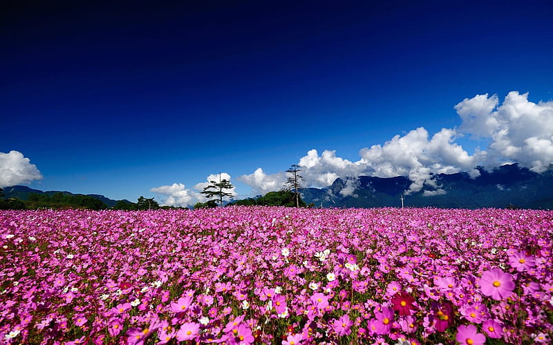 * Field of cosmos *, flowers, nature, cosmos, field, HD wallpaper