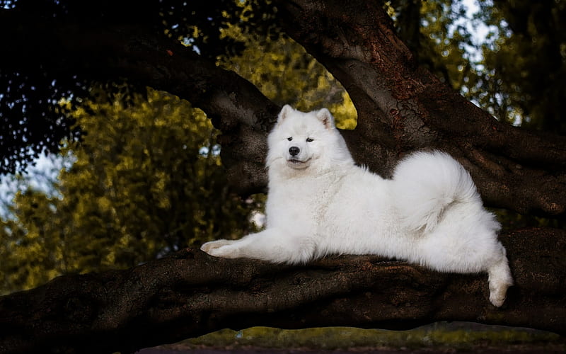samoyed, large white dog, pets, white fluffy dogs, forest, tree, dogs, HD wallpaper