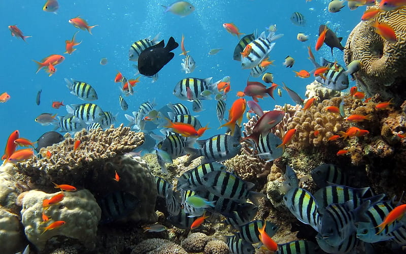 coral reef fish-Animal graphy, HD wallpaper