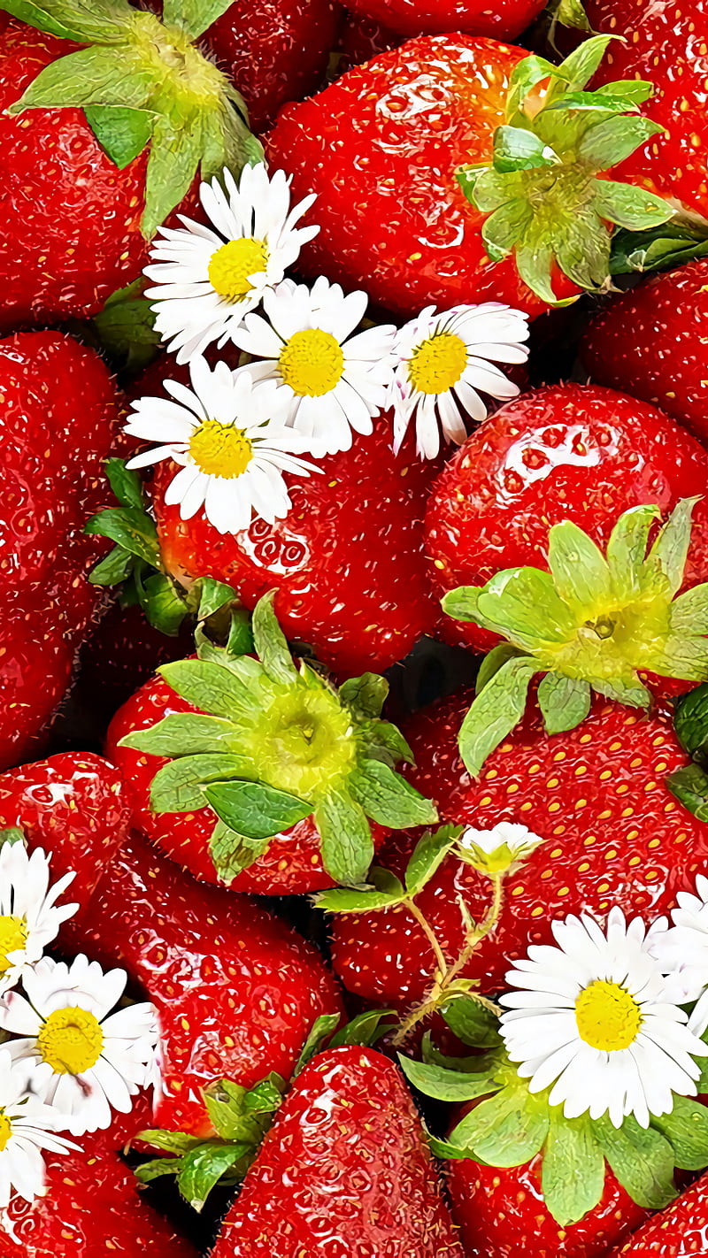 strawberries, daisy, flower, fruit, red, strawberry, HD phone wallpaper