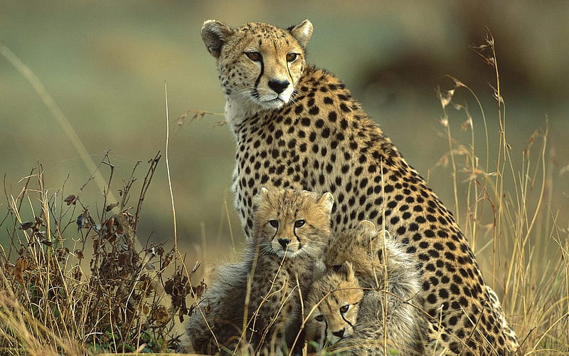 Kenya - mother cheetah and cubs, HD wallpaper