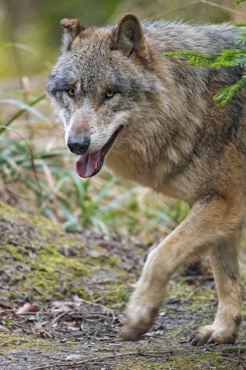 wolf, predator, glance, animal, face, HD phone wallpaper