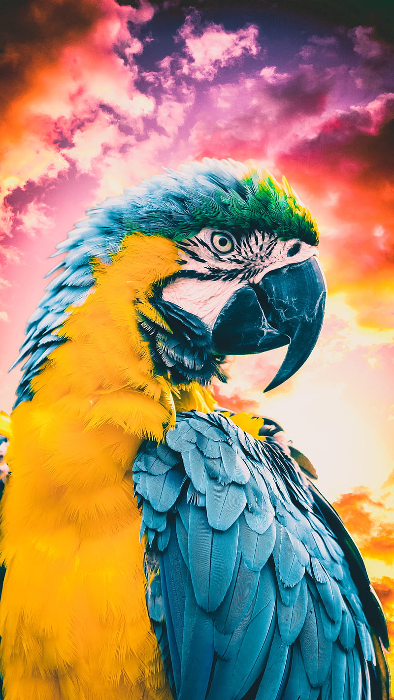 Sunset, bird, colorful, nature, parrot, sky, HD phone wallpaper