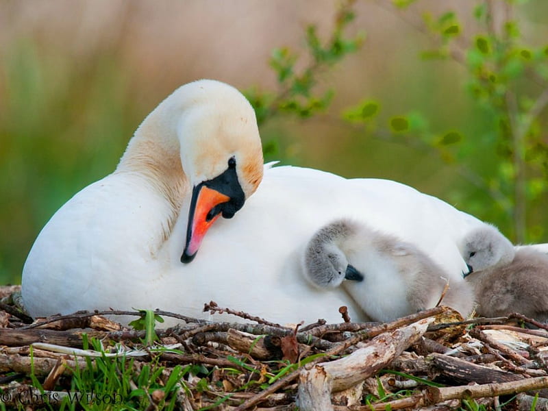The nest, young, nest, love, mother, swans, HD wallpaper
