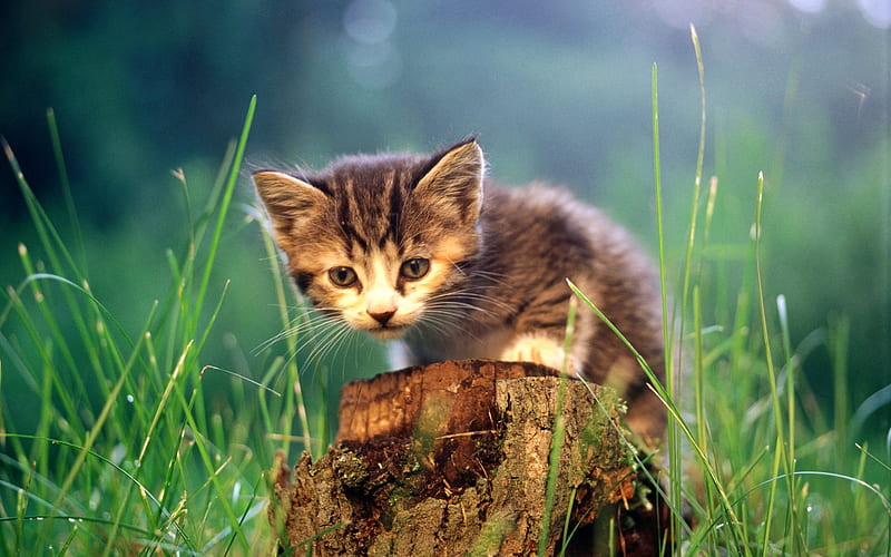 kitten, stump, cute animals, grass, cats, HD wallpaper