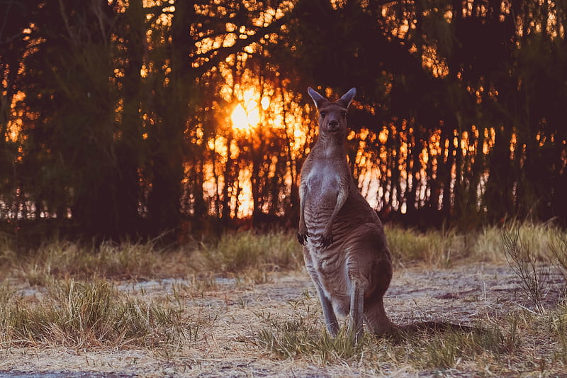kangaroo, funny, wildlife, sunset, HD wallpaper