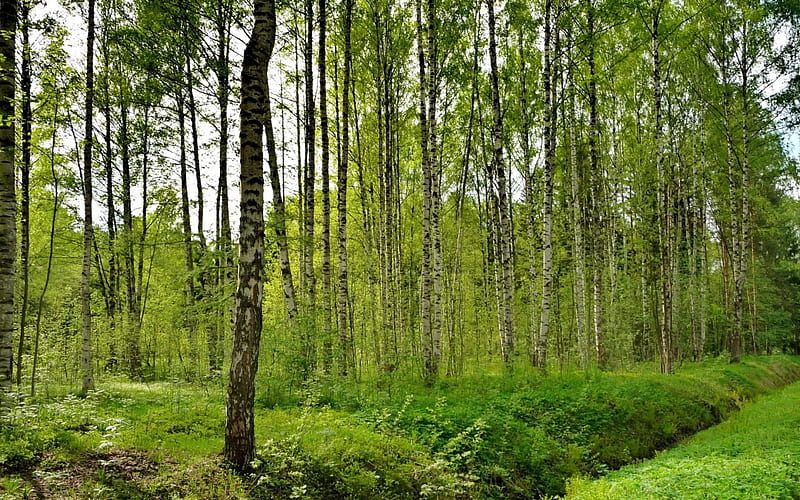 Green Young Forest, nature, forests, trees, green, HD wallpaper