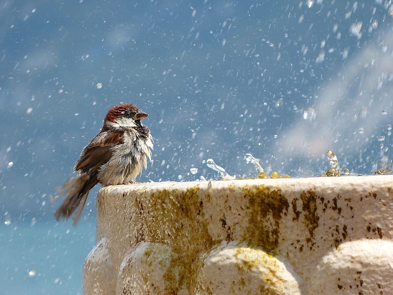 Birds, Fountain, Bird, Sparrow, Animal, Water Drop, HD wallpaper