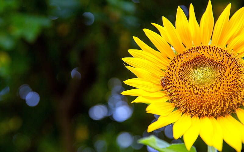 Sunflower Petal Sunshine 2021 Flower Plant, HD wallpaper