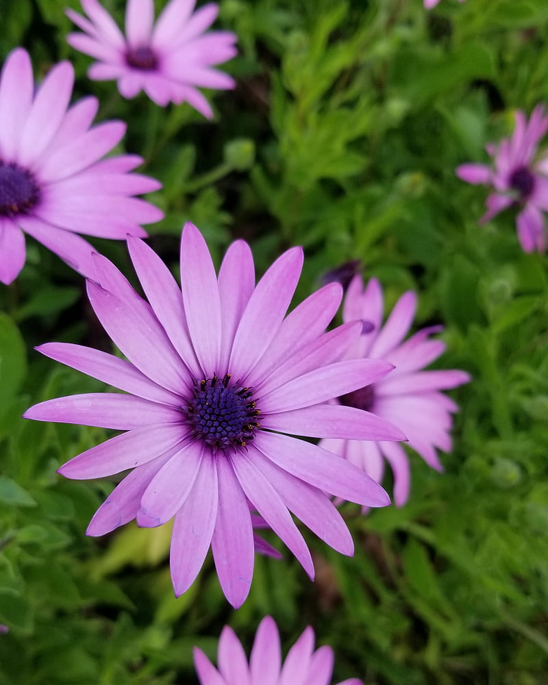 Flower, calm, daisy, nature, purple, themes, HD phone wallpaper | Peakpx