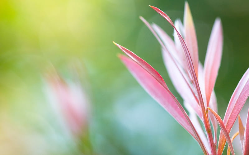 Grass flowers pink bokeh-Plants Macro, HD wallpaper