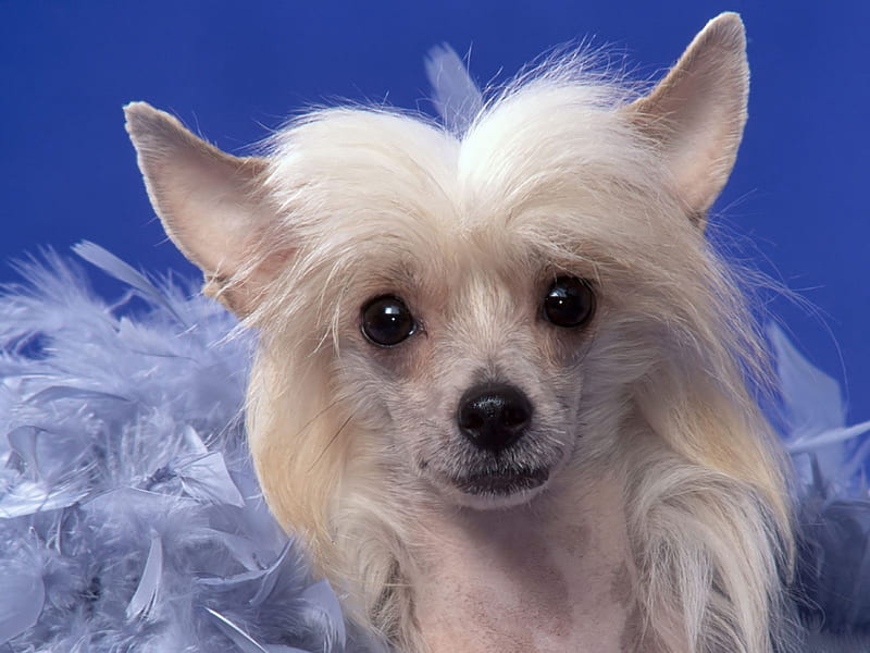 Chinese Crested Dog, cute, funny, animals, puppy, dog, HD ...