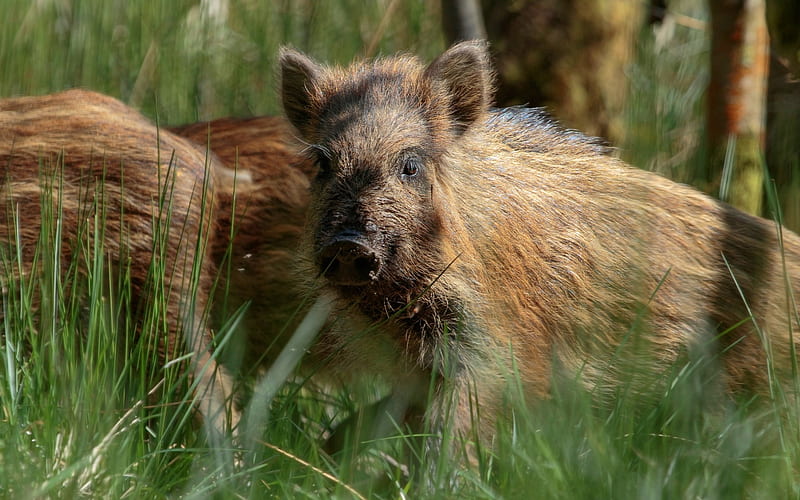 wild boar, small wild boar, forest animals, green grass, HD wallpaper