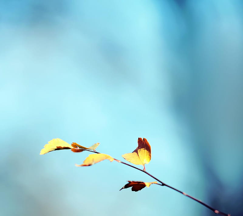 Nature Blur, abstract, HD wallpaper | Peakpx