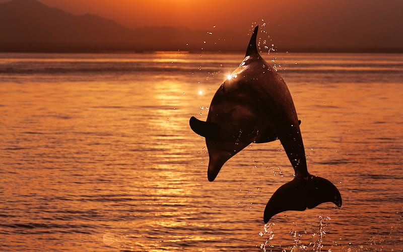dolphin, sea, sunset, evening, dolphin jumping over the water, mammals, dolphins, HD wallpaper