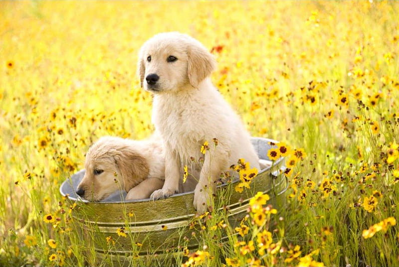 Puppies and Wild Flowers, wild flowers, Labradors, yellow, sunny, tub, puppies, Labs, flowers, field, dogs, HD wallpaper