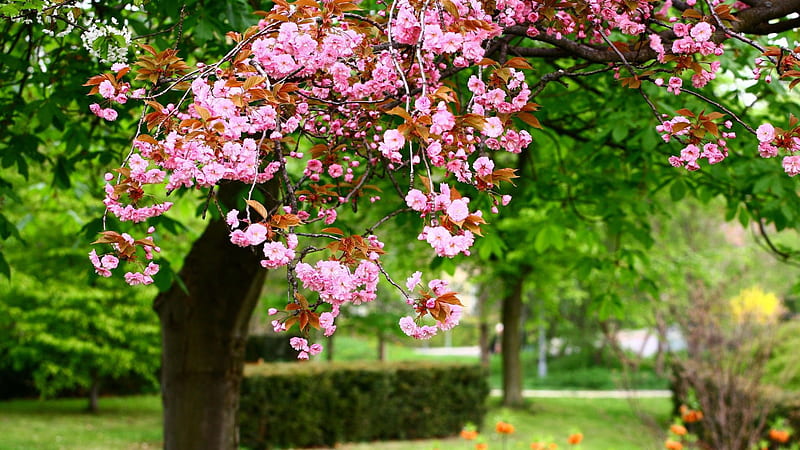 Pink Spring Blossom Tree Branches In Green Leaves Background Flowers, HD wallpaper