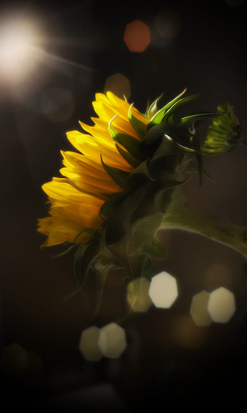 Shine , flower, good, good morning, love, morning, my art, sun, sunny, sunshine, yellow, HD phone wallpaper
